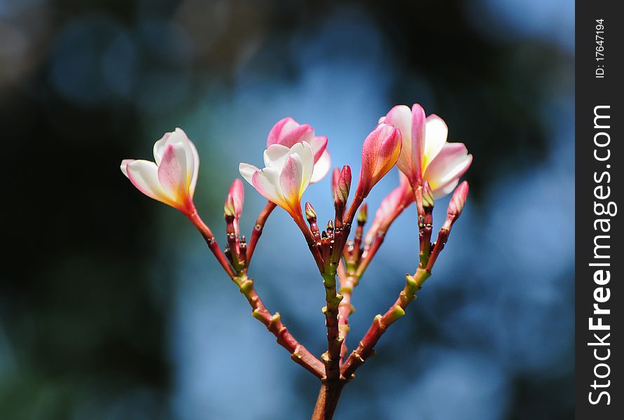Plumeria (frangipani), used to background