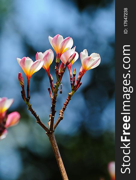 Plumeria (frangipani), used to background