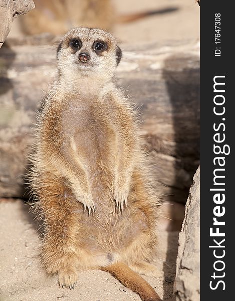 Suricate Or Mongoose Or Meerkat