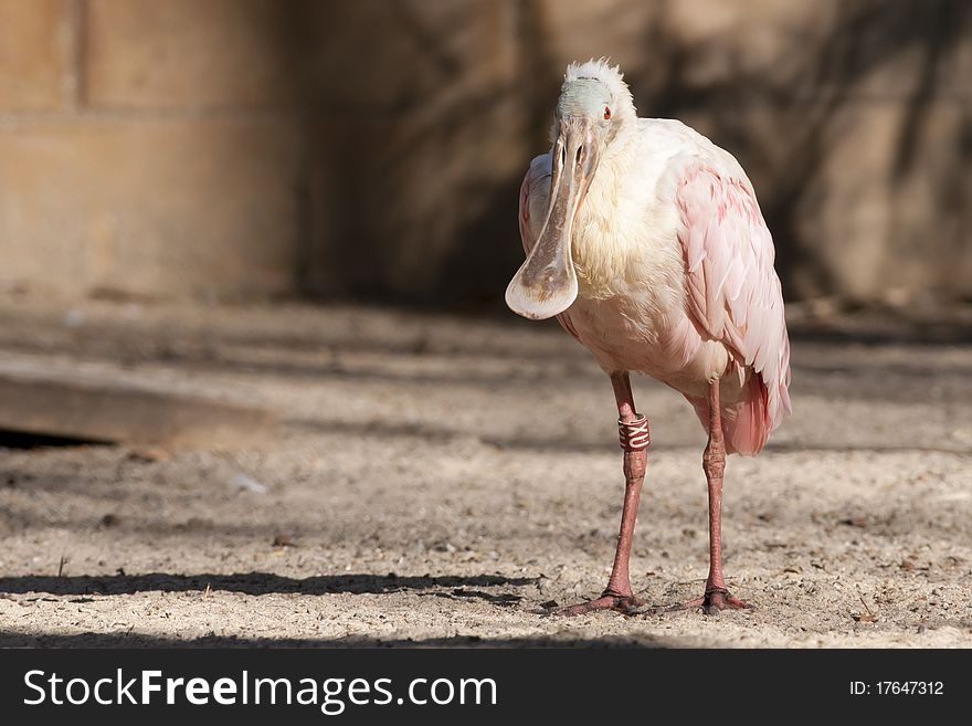 Roseate Spoonbill (Ajaja ajaja) standing