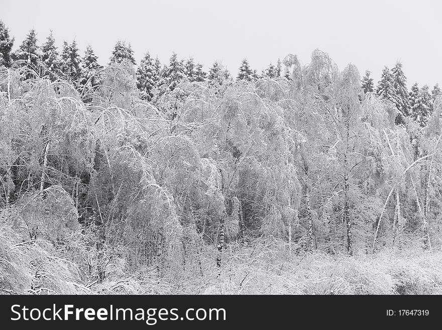 Winter forest. Trees over snow. Winter forest. Trees over snow.