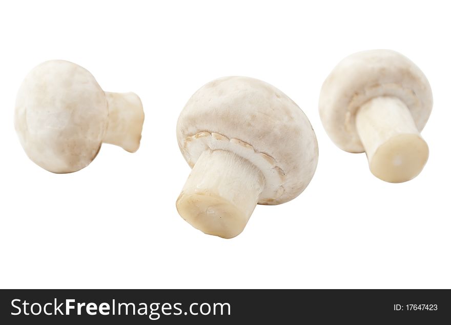 Mushrooms on a white background