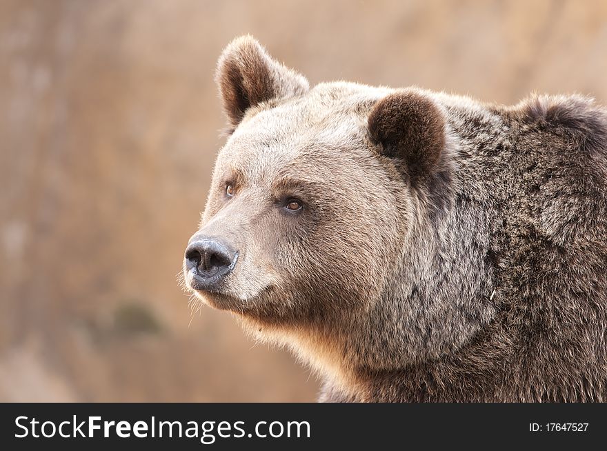 Brown Bear (Ursus arctos) Portrait. Brown Bear (Ursus arctos) Portrait