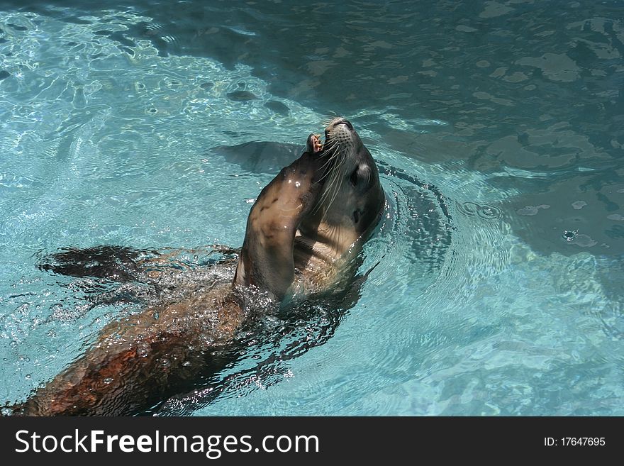 Australian Sea-lion which breeds only on the south and west coasts of Australia, plays in it's pool, Sydney, Australia.