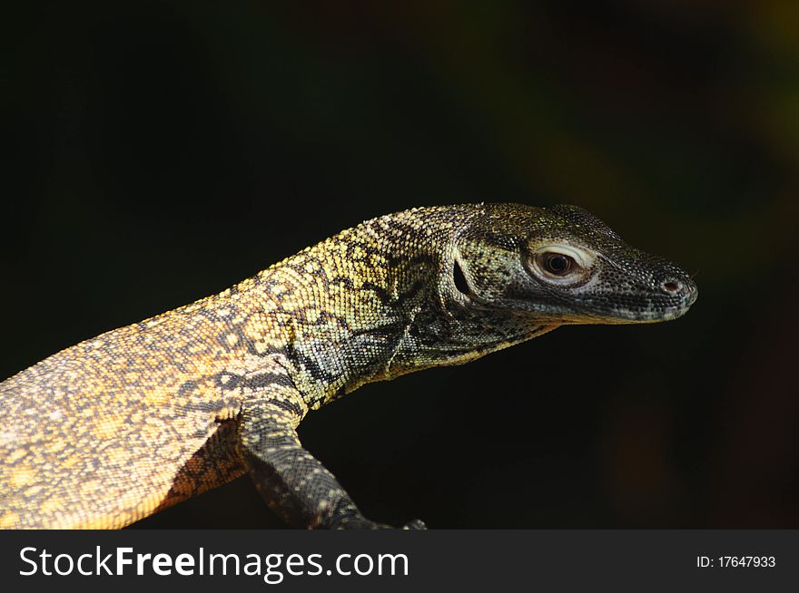 Head shot of juvenile komodo dragon hatchling, vivid colors of the lizard skin. Head shot of juvenile komodo dragon hatchling, vivid colors of the lizard skin