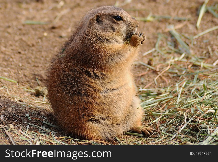 Solo prairie dog eating and watching the world go by