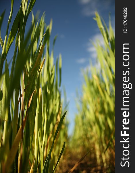 Green grass against the blue sky