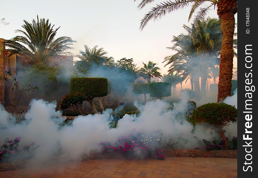 Harmful insect poisoning by smoke in Egyptian hotel's garden