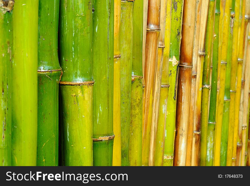 Group of good quality natural bamboo texture background