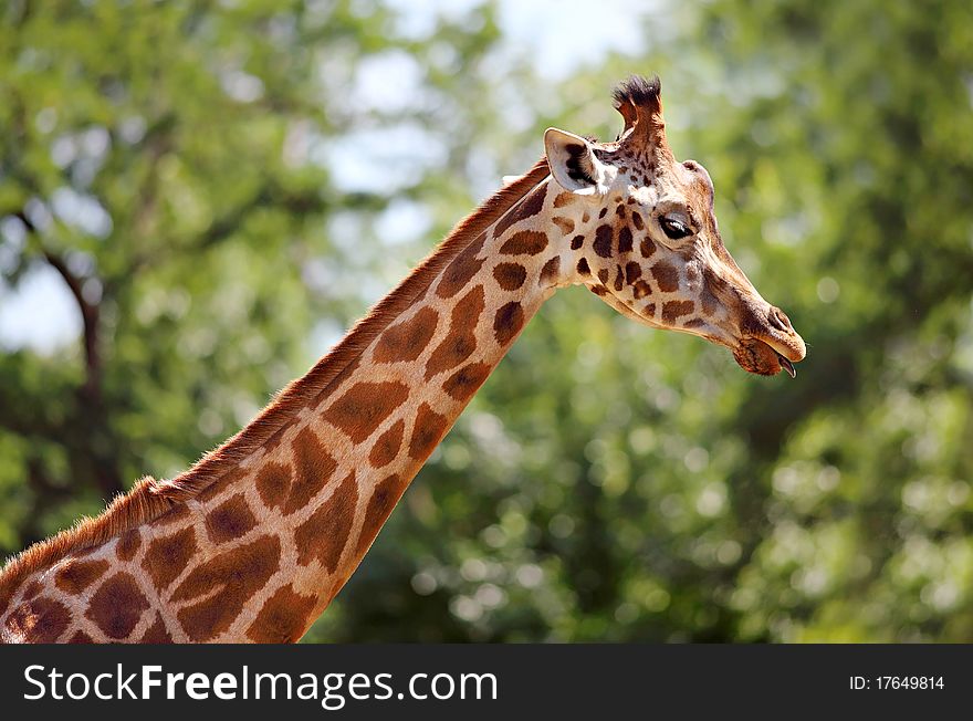 Giraffe head on green tree background