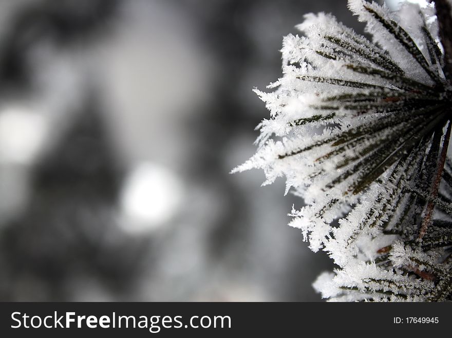 Snow frosting on pine tree