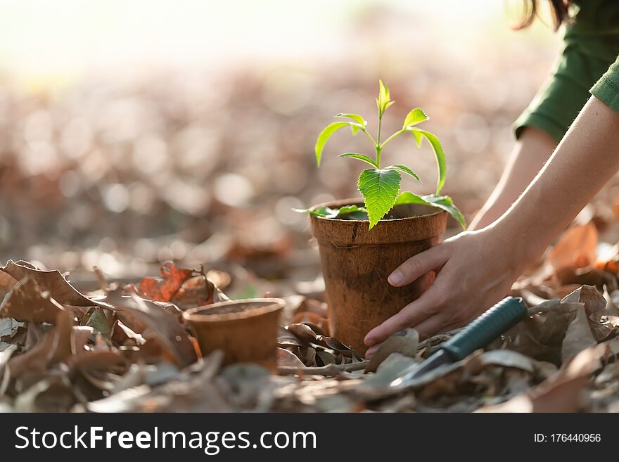 Agriculture. Growing Plants. Plant Seedling. Hand Nurturing Young Baby Plants