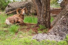 Resting Bighorn Sheep Ram Royalty Free Stock Photo Resting Bighorn Sheep Ram Royalty Free Stock Photo