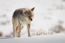 Coyote In Bright Snow Stock Photography Coyote In Bright Snow Stock Photography