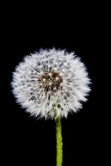 Dandelion Seed Head 2 Stock Images Dandelion Seed Head 2 Stock Images