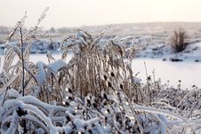 Frozen Nature Royalty Free Stock Photos Frozen Nature Royalty Free Stock Photos