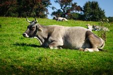 Swiss Cattle Resting Stock Image