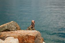 Iguana In The Caribbean Stock Photos Iguana In The Caribbean Stock Photos