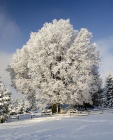Snow Tree Under Blue Sky Stock Images Snow Tree Under Blue Sky Stock Images