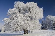 Snow Tree Under Blue Sky Royalty Free Stock Photography Snow Tree Under Blue Sky Royalty Free Stock Photography