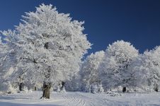 Snow Tree Under Blue Sky Stock Photo Snow Tree Under Blue Sky Stock Photo