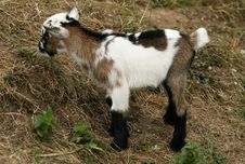 Goat Kid Stock Photo Goat Kid Stock Photo