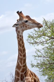 Giraffe Feeding Royalty Free Stock Photos Giraffe Feeding Royalty Free Stock Photos