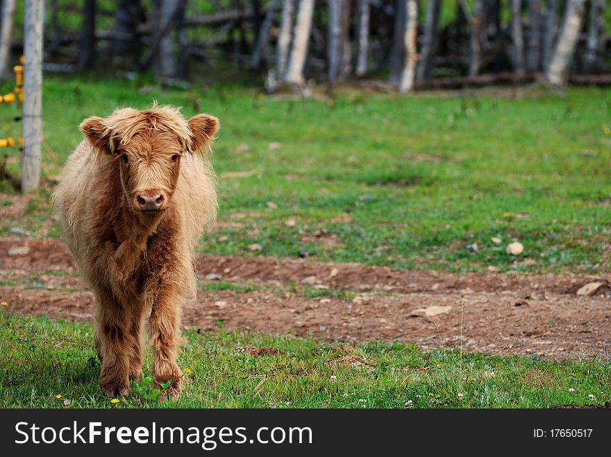 A highland calf looks at the camera
