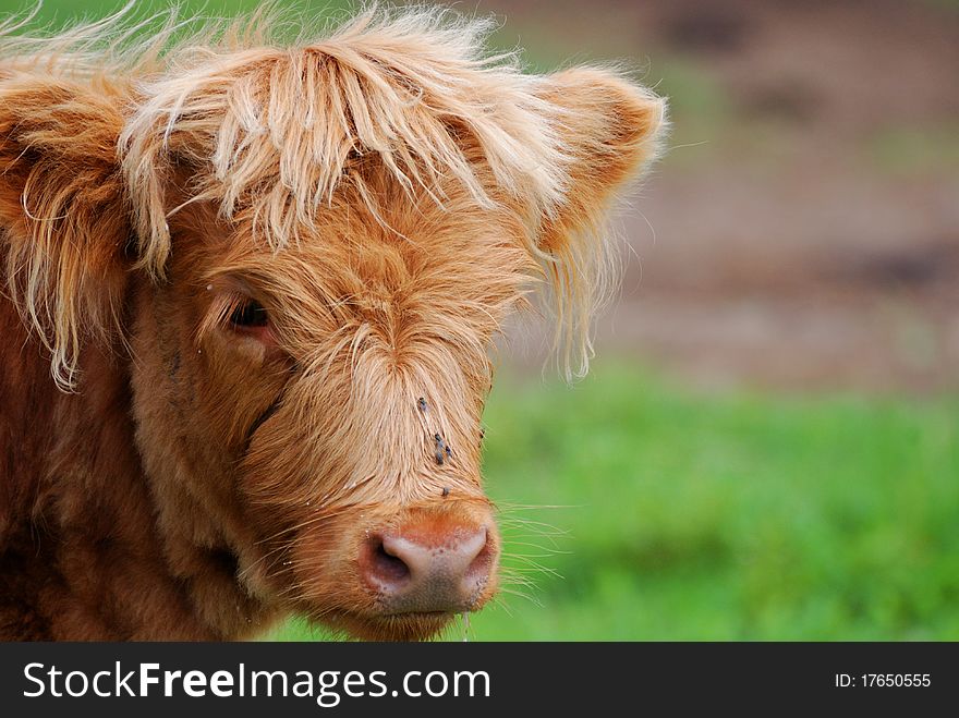 A highland calf looks at the camera