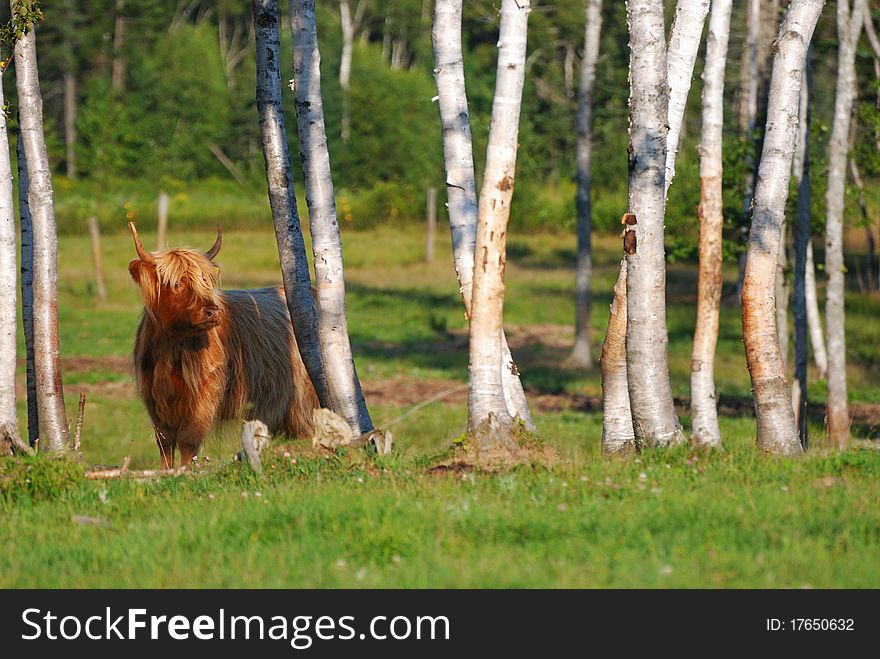 A highland Cow stands in a pasture