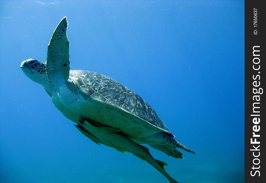 DivingEgypt_Turtle01