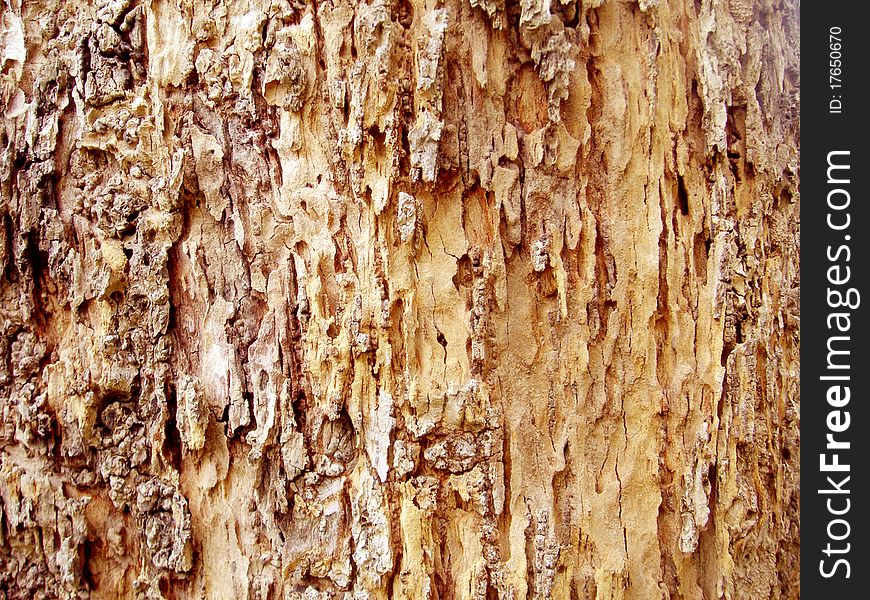 The wood Texture bacground of tree berk. Abstract background. The wood Texture bacground of tree berk. Abstract background.