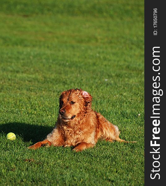 A golden retriever rests during a play session. A golden retriever rests during a play session.