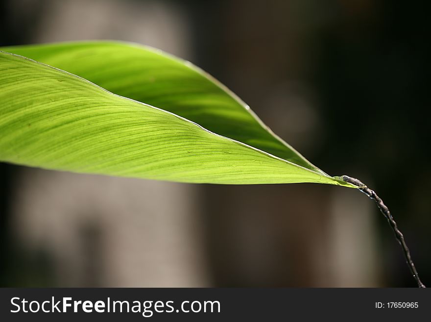 Leaf And Background