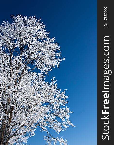 Tree with frost and blue sky in background