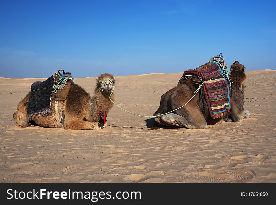 Couple of camels taking a break. Couple of camels taking a break