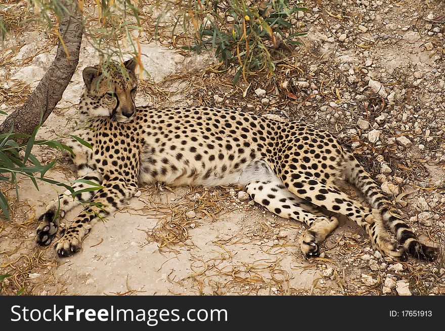 Cheetah resting after the meal