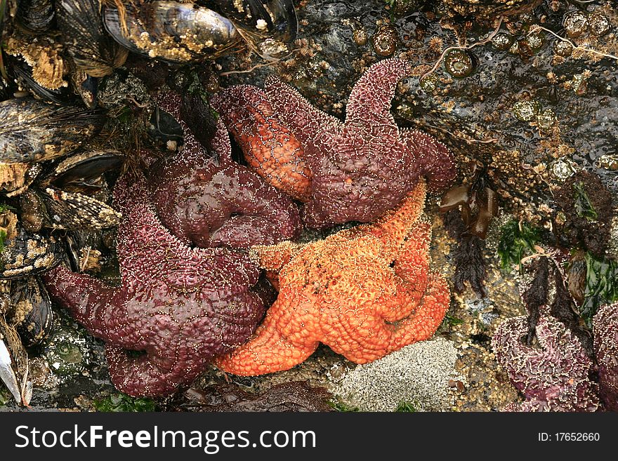 Starfish grouped together in a low tide basin. Starfish grouped together in a low tide basin