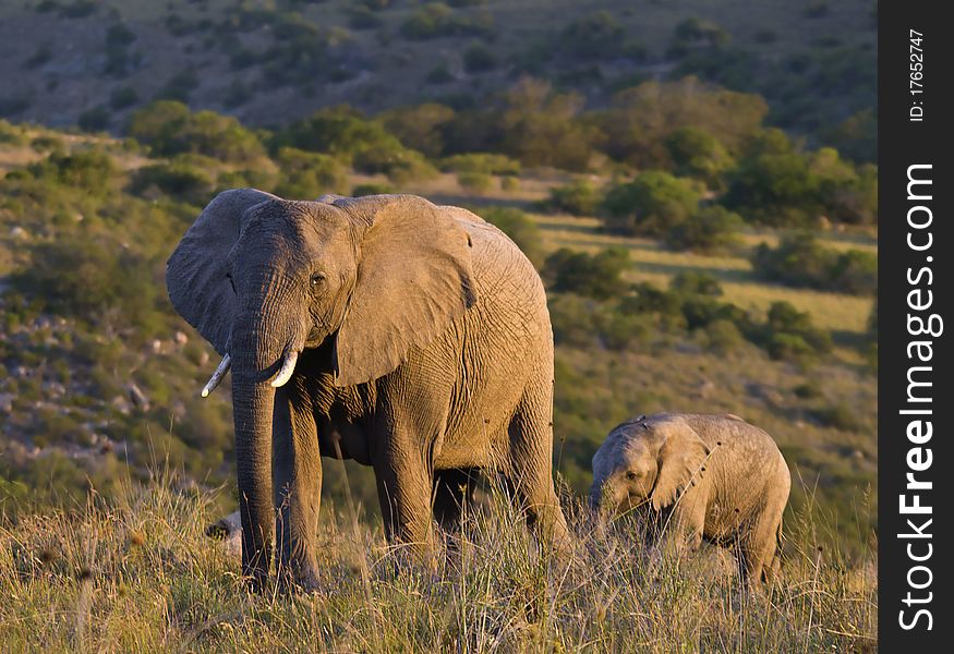Female elephant with her baby on the open plains. Female elephant with her baby on the open plains.
