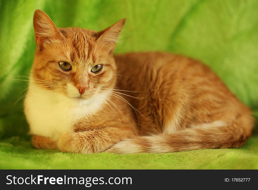 Greeneyed red cat on sofa. Greeneyed red cat on sofa