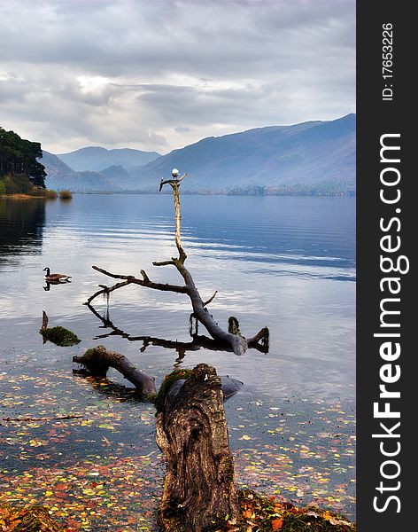 A Gull perched on a branch in Derwentwater, the English Lake District. A Gull perched on a branch in Derwentwater, the English Lake District
