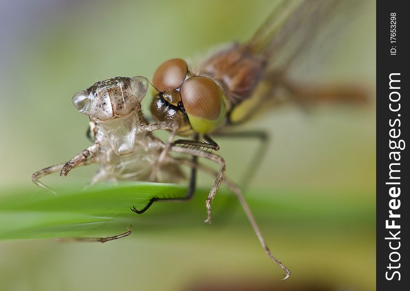 Dragonfly drying after transformation from larval stage