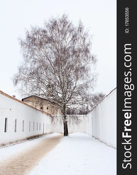 Lonely Tree In The Old Russian Monastery In Suzdal