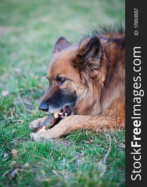 Belgian Shepherd Dog on a green lawn