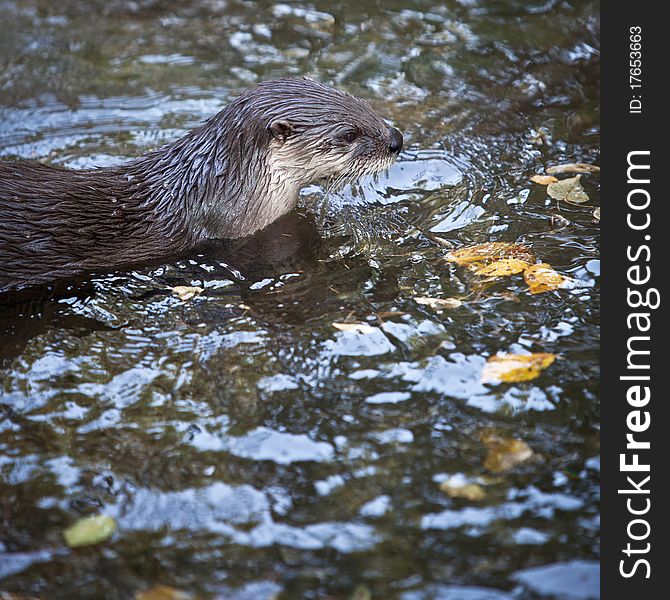 Otter - the cutest european mammal