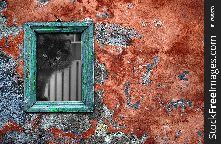 Picture of a cat in an old vintage frame on the wall