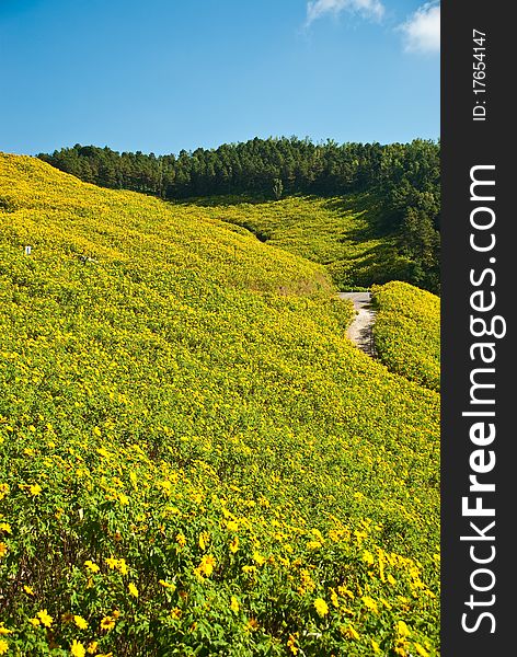 The mountain is filled with yellow flowers, Mae Hong Son Thailand. The mountain is filled with yellow flowers, Mae Hong Son Thailand