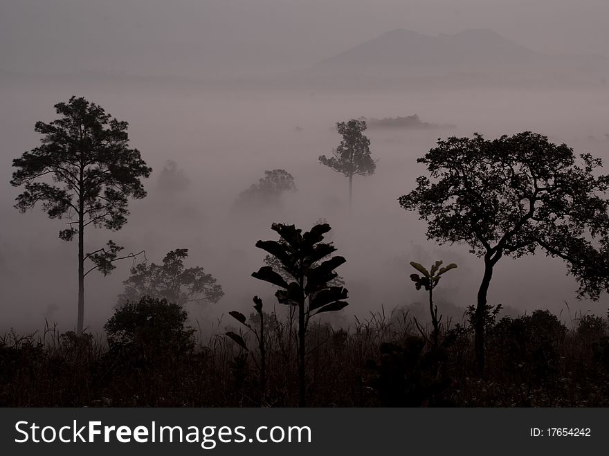 Fog in the morning at Tung Salang Luang National Park, Phitsanulok Province, Thailand