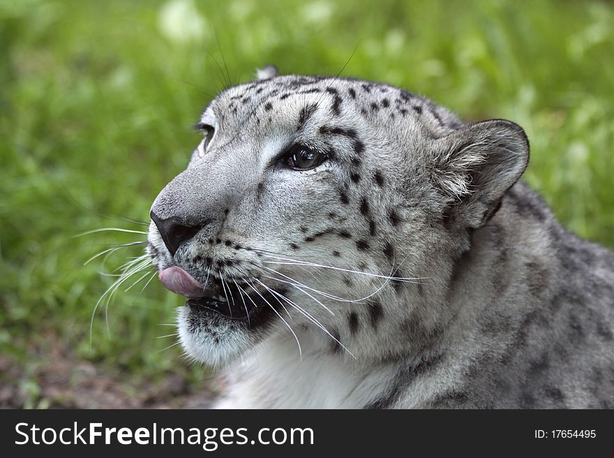 Portrait of a young snow leopard. Portrait of a young snow leopard