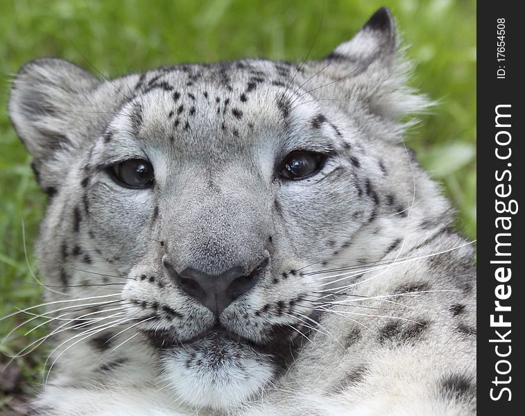 Portrait of a young snow leopard. Portrait of a young snow leopard